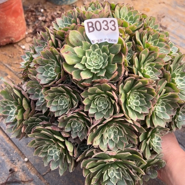 水蜜桃多肉植物033.