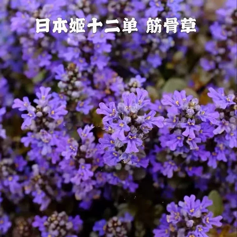 【姬十二单筋骨草】110口径杯苗多年生宿根花卉紫色花海庭院绿化