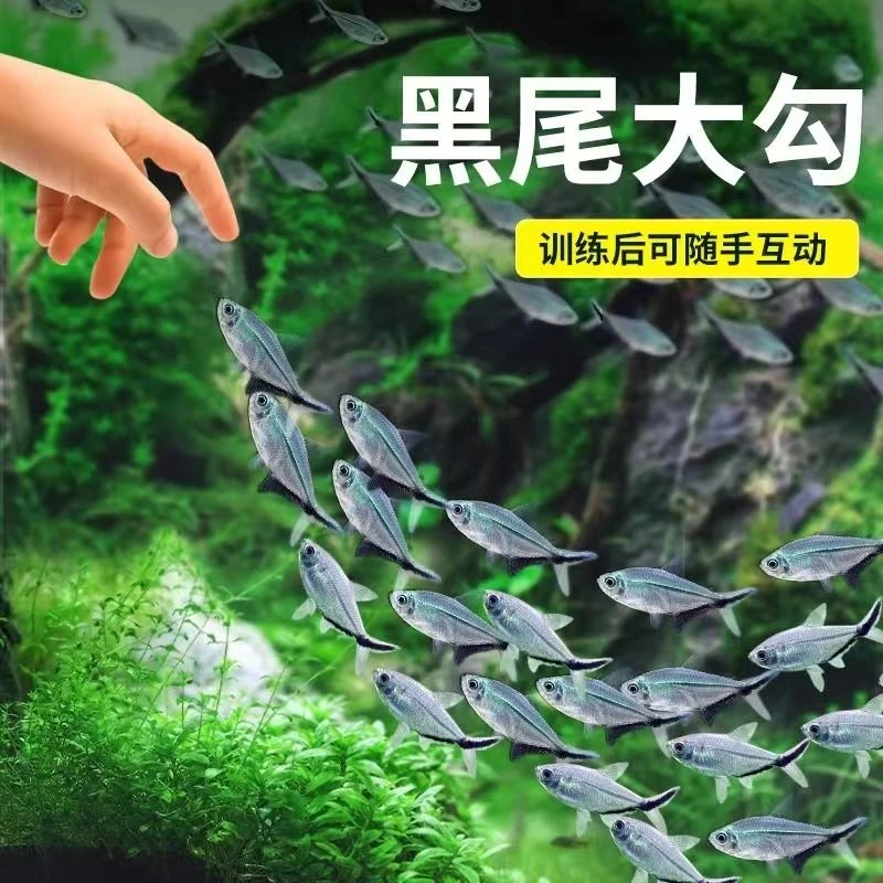 黑尾大勾热带观赏鱼草缸群游灯科鱼新手入门好养耐活