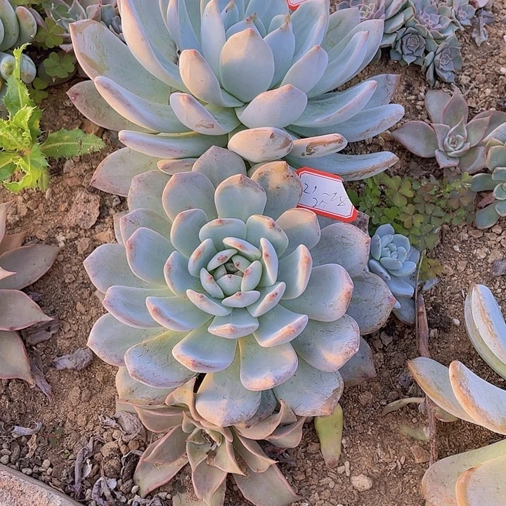 @***️橙子粉蓝鸟各两个21-14-15