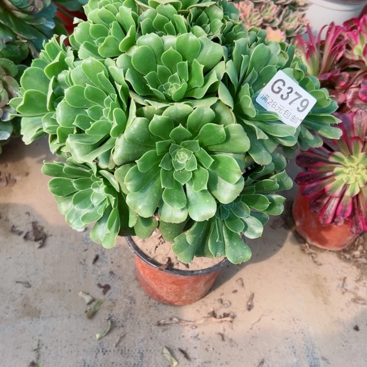379绿羊绒多肉植物