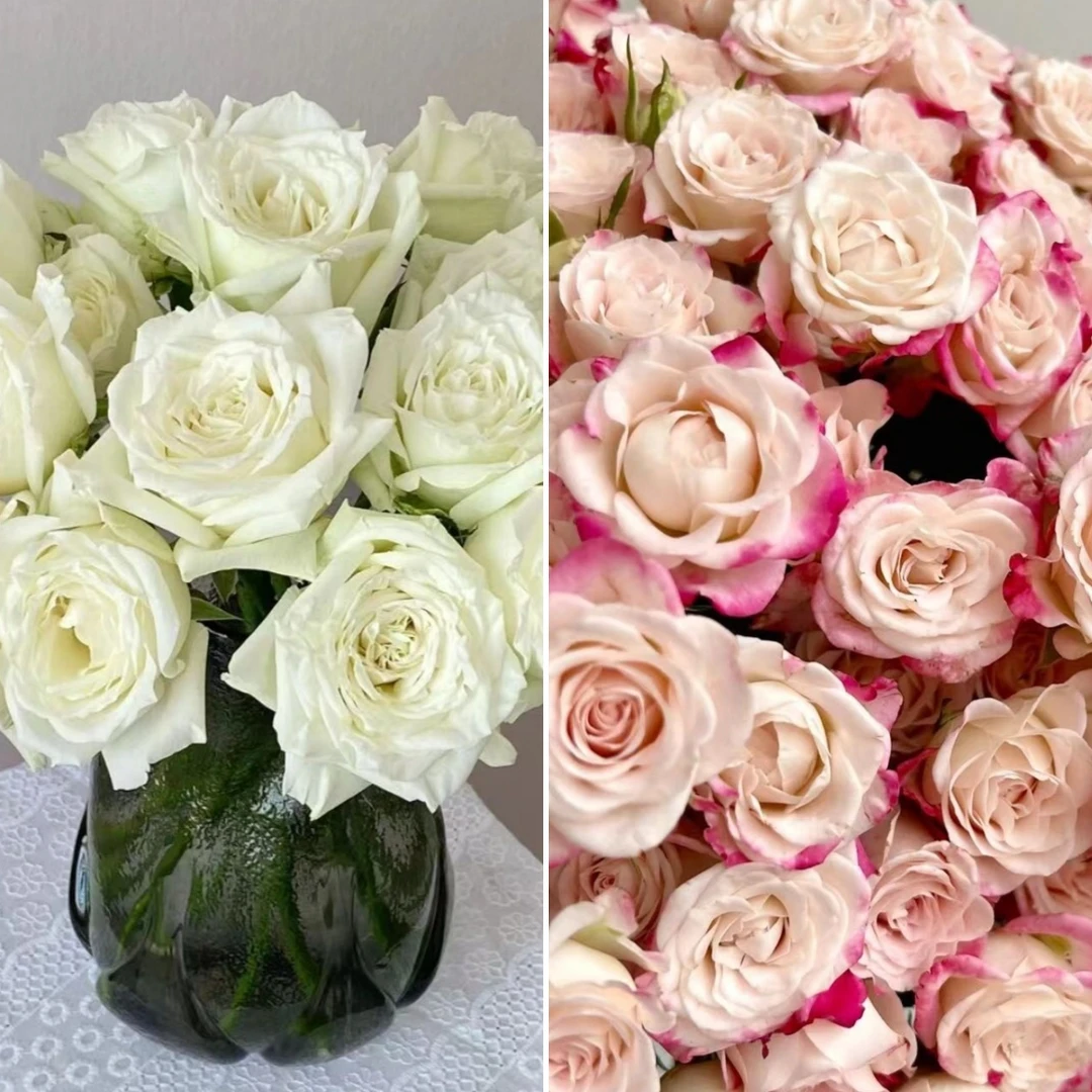【福利组合】坦尼克+折射 店铺现货包邮 鲜花 鲜切花
