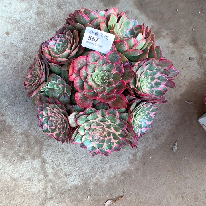 567莲花座多肉植物