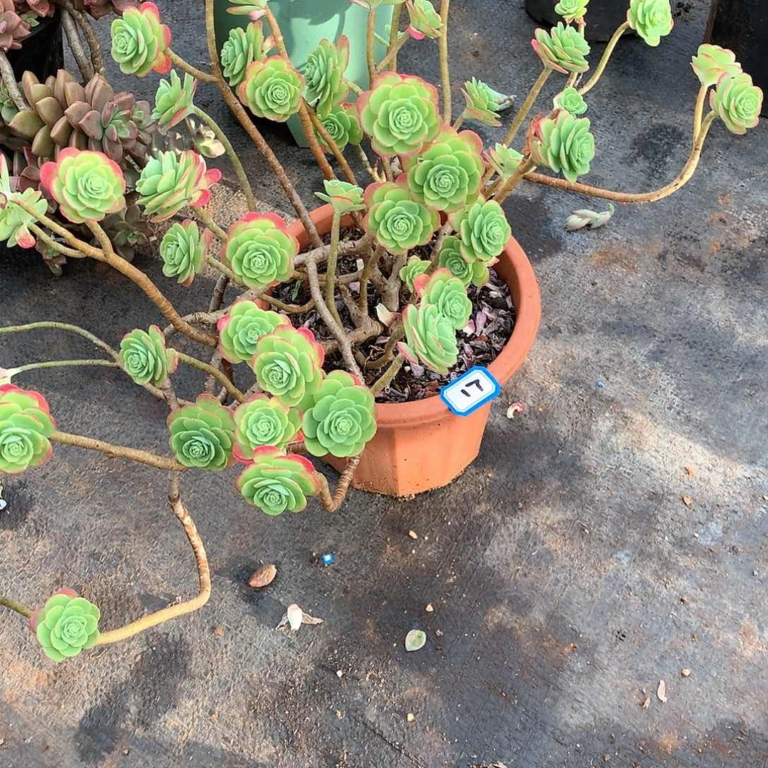 17薄化妆 一物一拍多肉