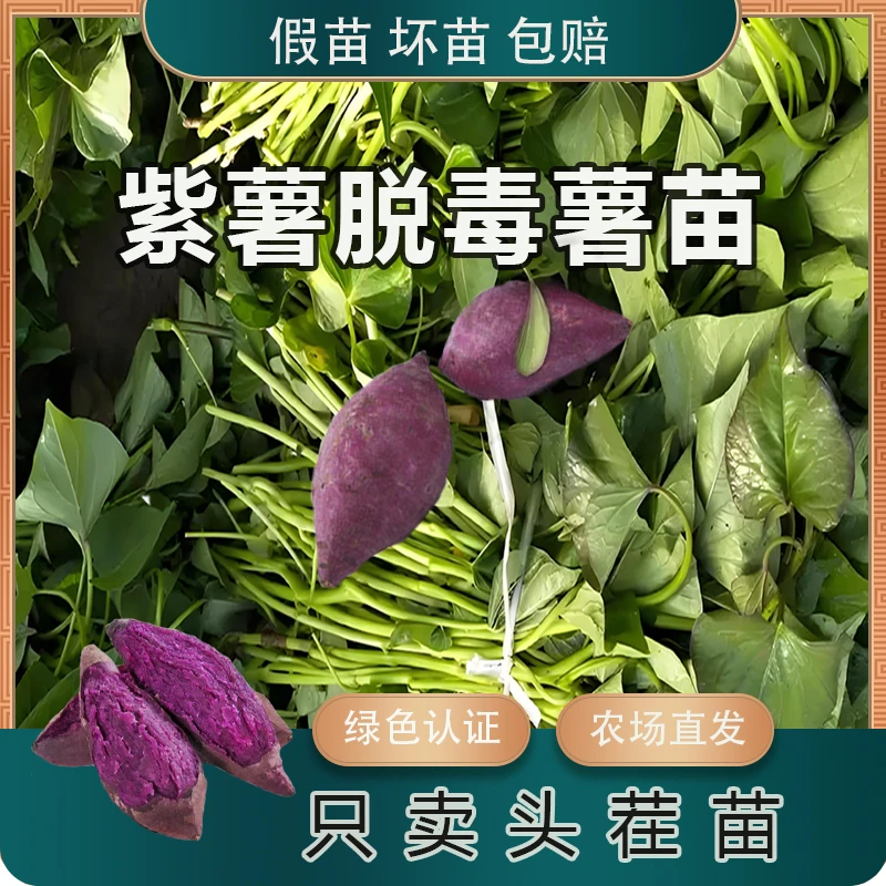 红薯苗秧苗老品种流油蜜薯紫薯哈密地瓜苗高产红瑶西瓜红红薯苗秧