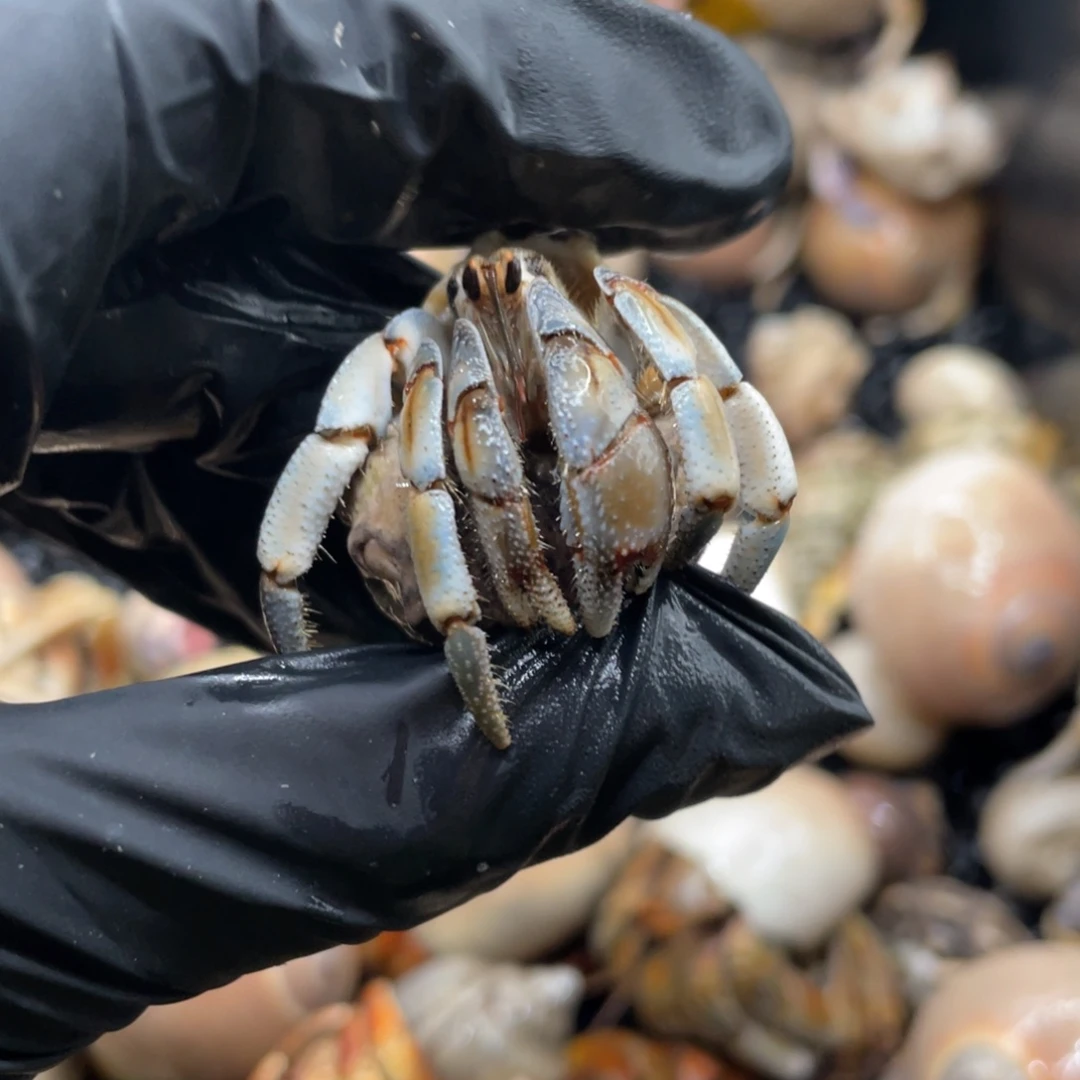 异色紫路怪怪色1.6-1.7