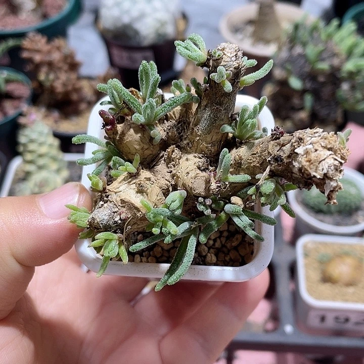 180天赐块根植物，