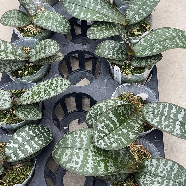 大部分开放少量花苞西交黄史