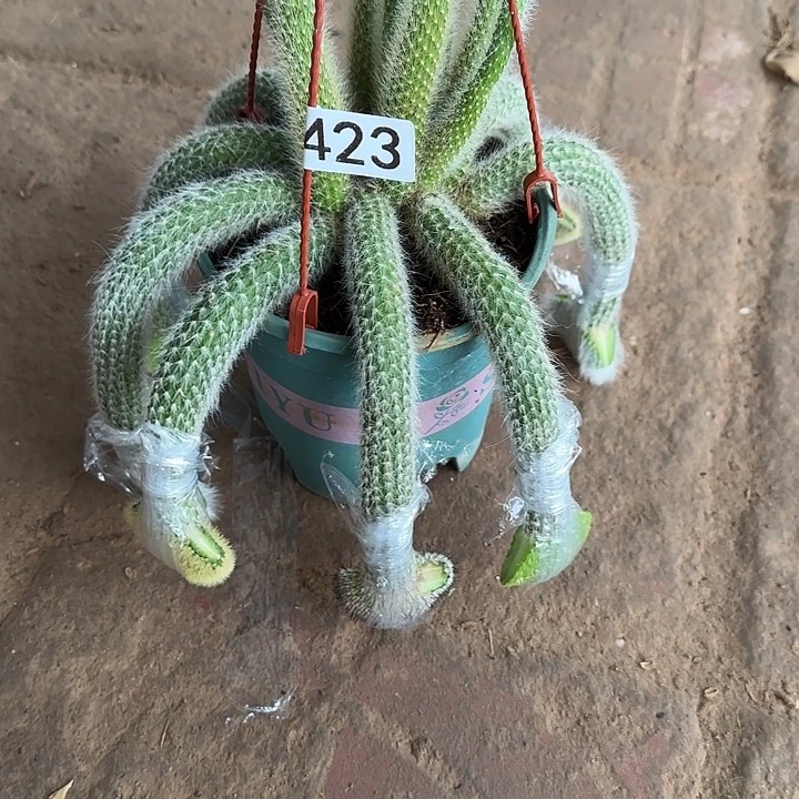 小***龙无花朵嫁接九尾狐➕青蛇缀金妞缀➕佩雷缀423