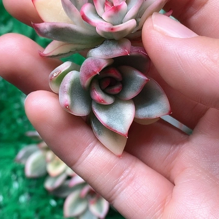 阿斯娜一物一拍，