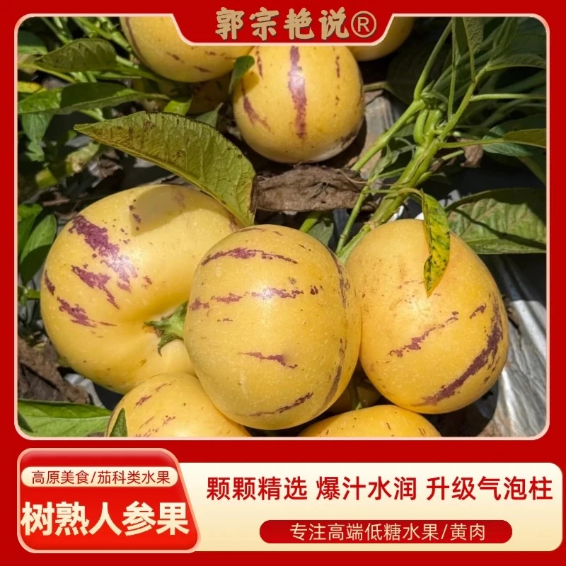 【低糖水果】云南石林人参果黄肉圆果清甜新鲜水果新鲜黄肉树上熟