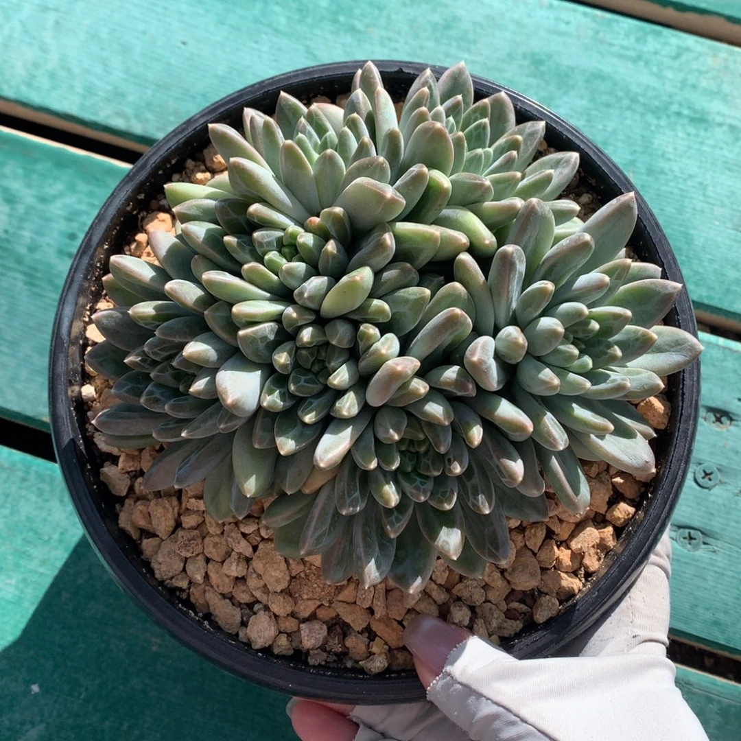 霜花 一颗 多头