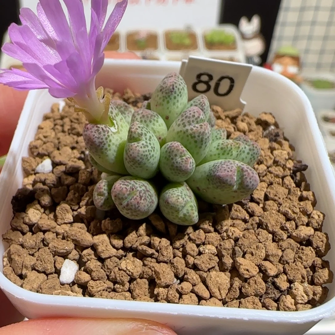 肉锥多肉植物组合-草莓斑马462