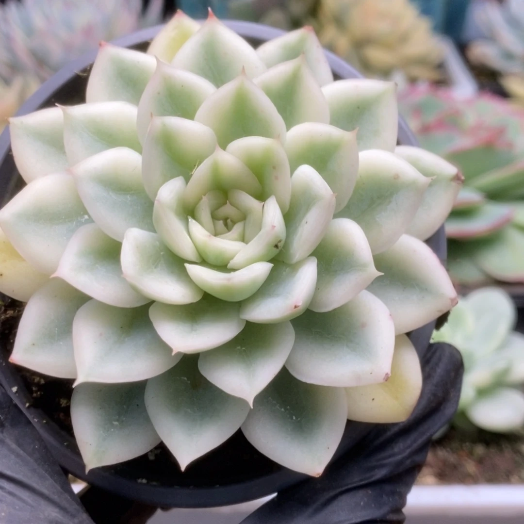 203月亮仙子锦锦锦锦锦锦