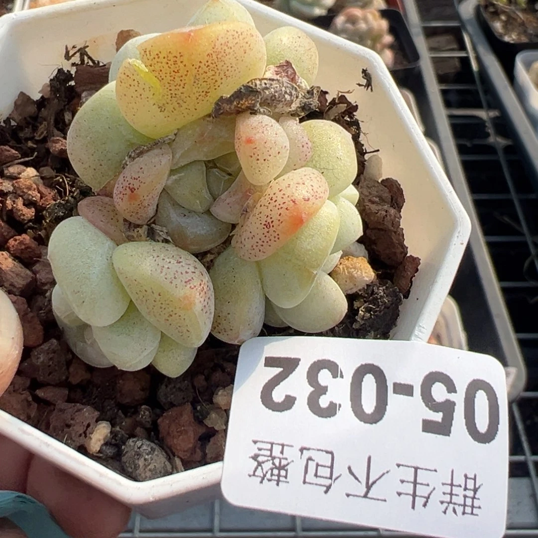 小卡拉米糖心一物一拍5-32