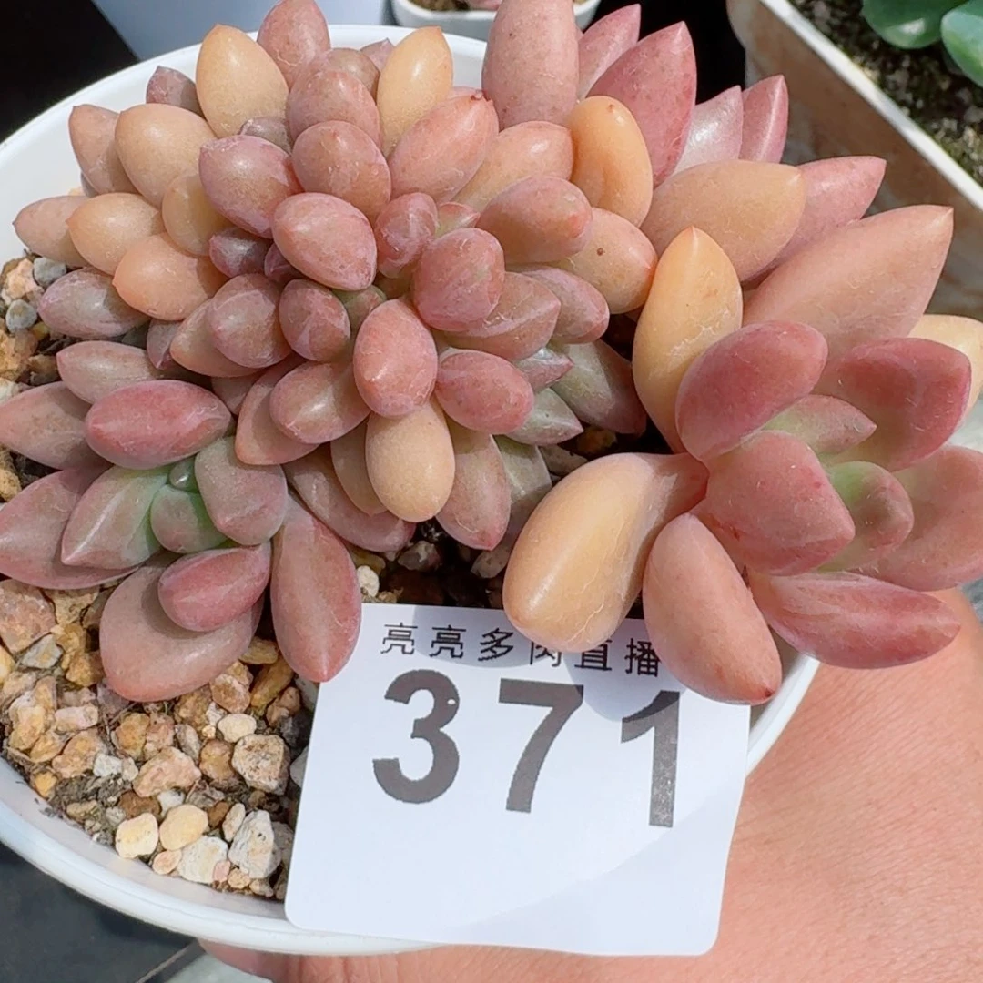 桃花源缀化            精美多肉植物
