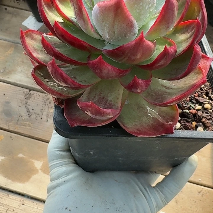 惊鸿惊鸿惊鸿 641..........