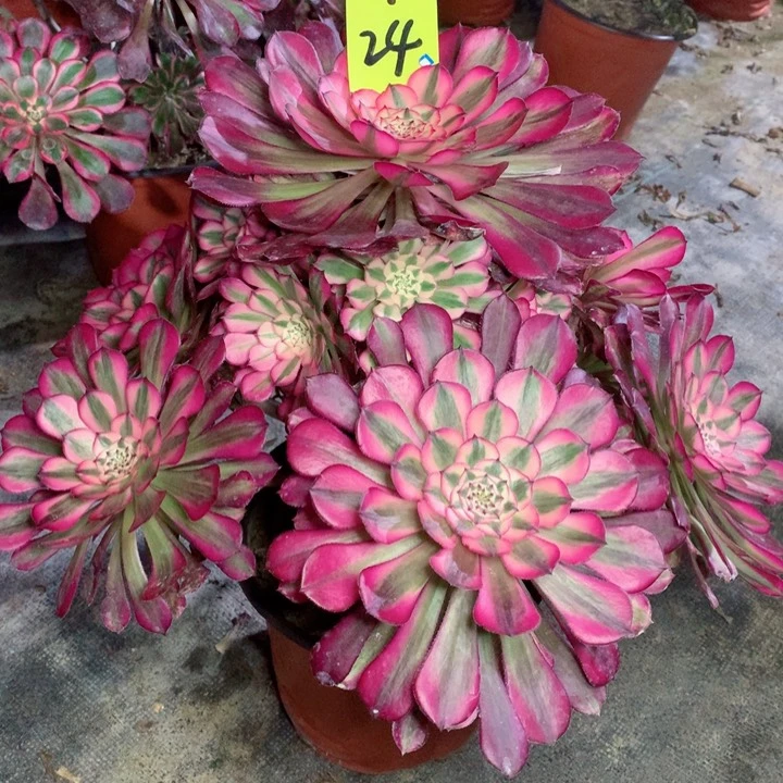 24红铜白多肉111111