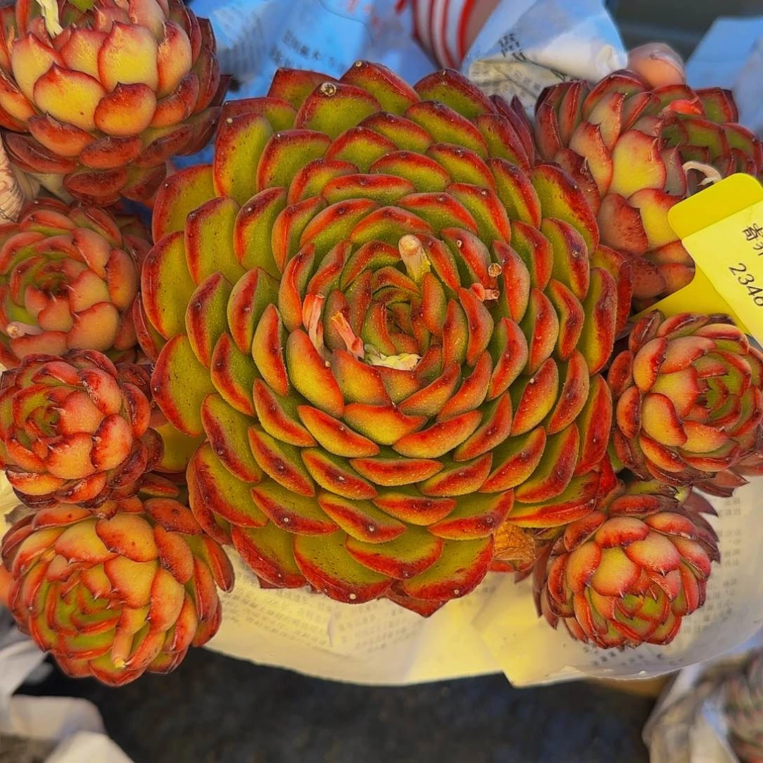 媛*2346催BS夸啦吧