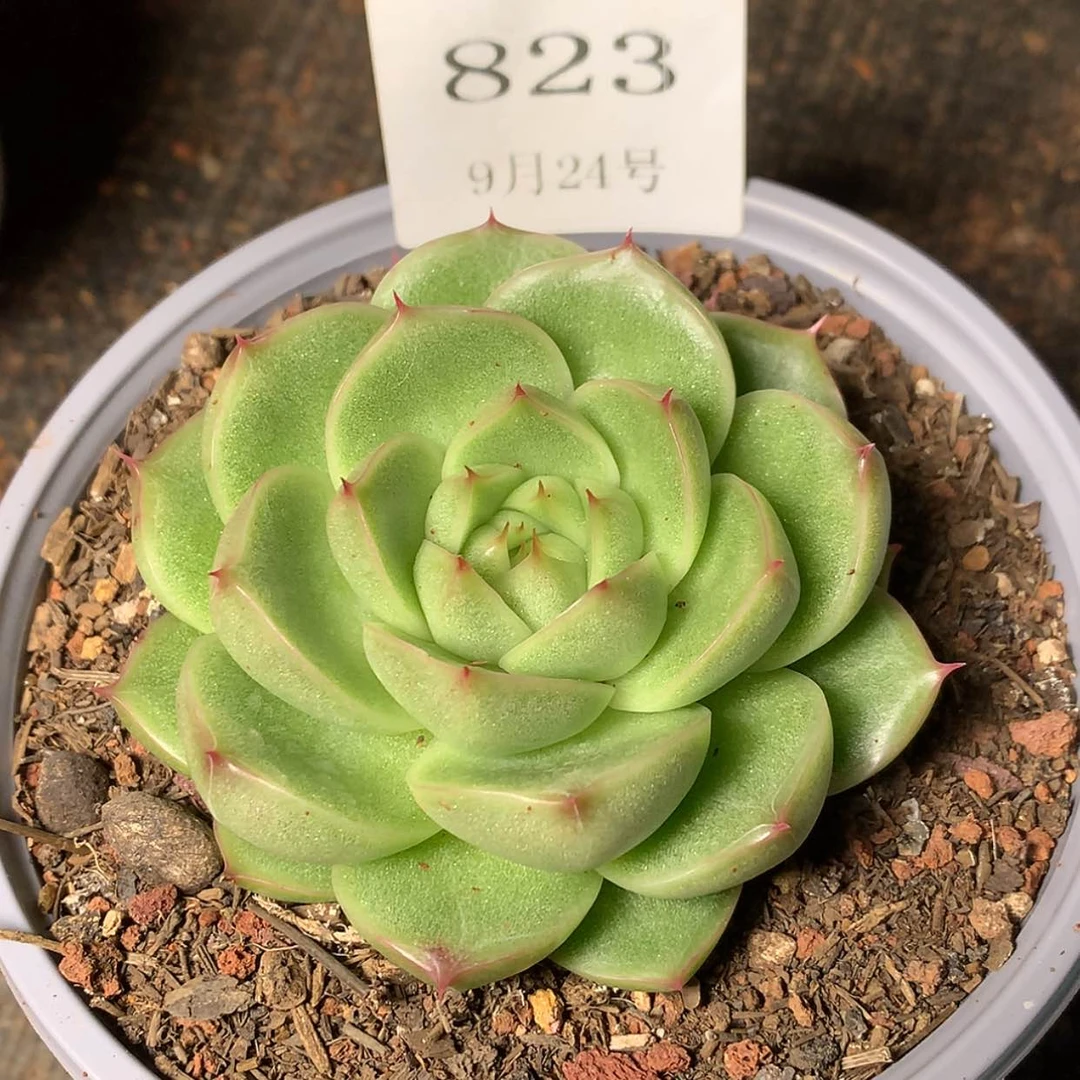【闪购商品】云823号麦秆