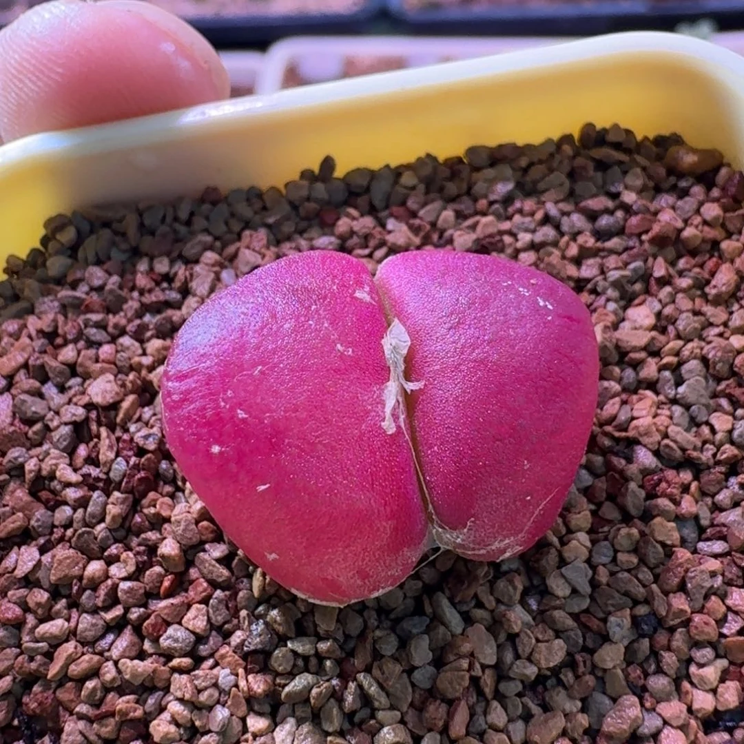 云缦精品番杏1.29 四年SH409