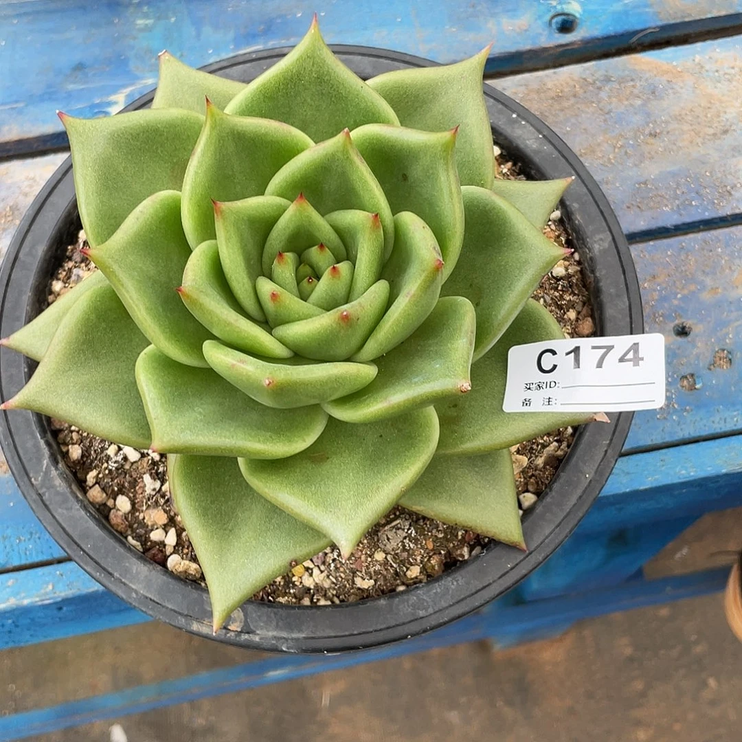 若如东云单拍C174