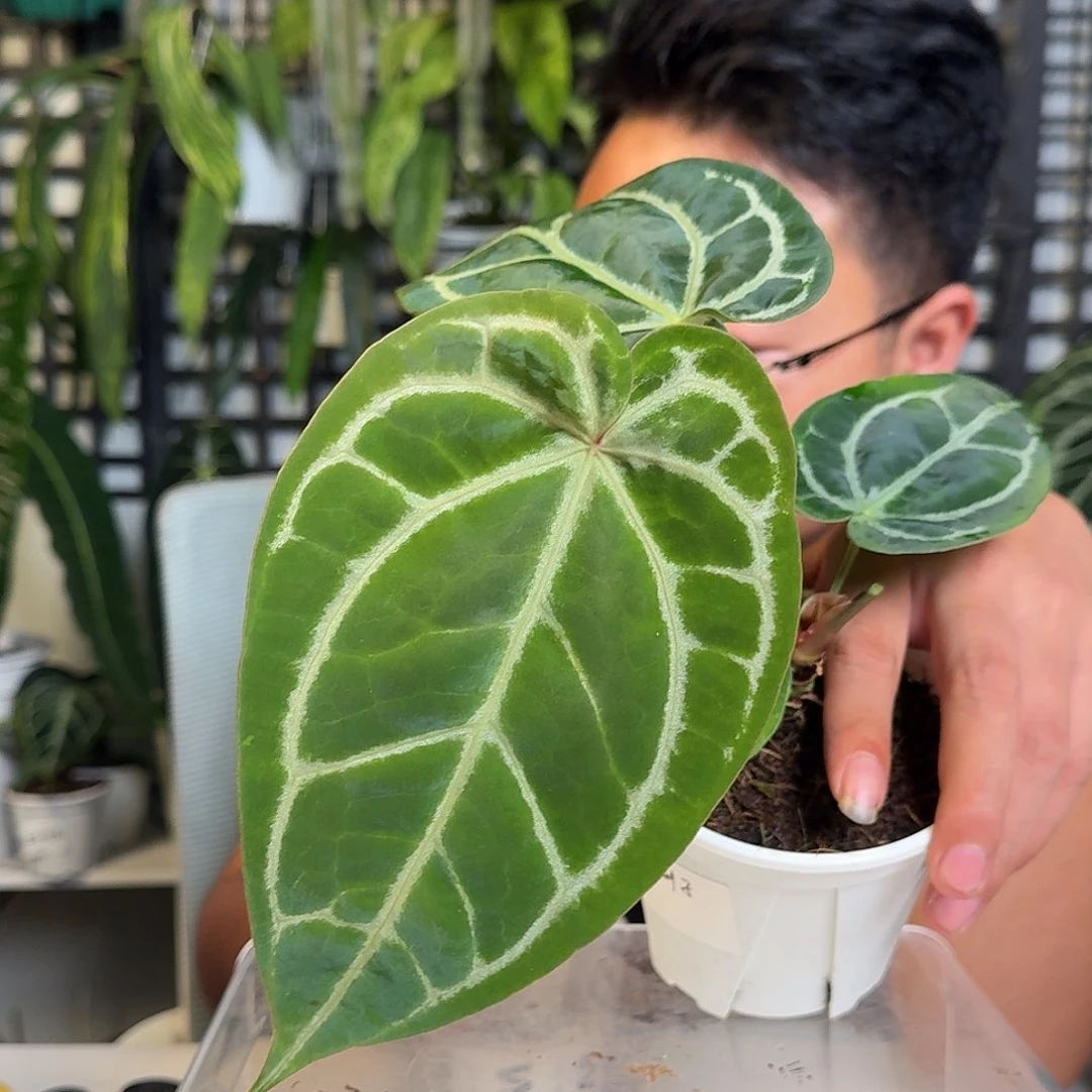 无花朵一物一拍W 10