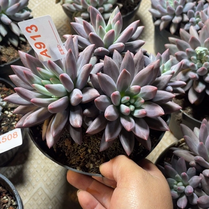 913 满20包邮脱土发货