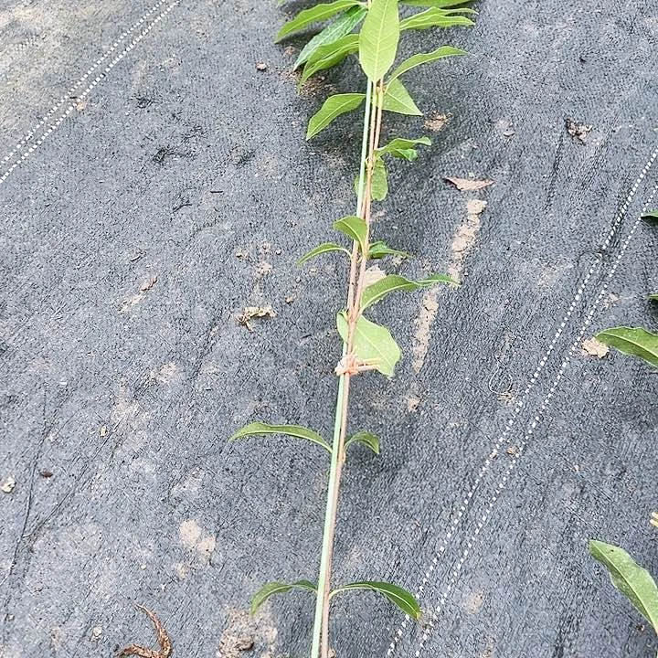 魅***恼苗条可爱14566777777777