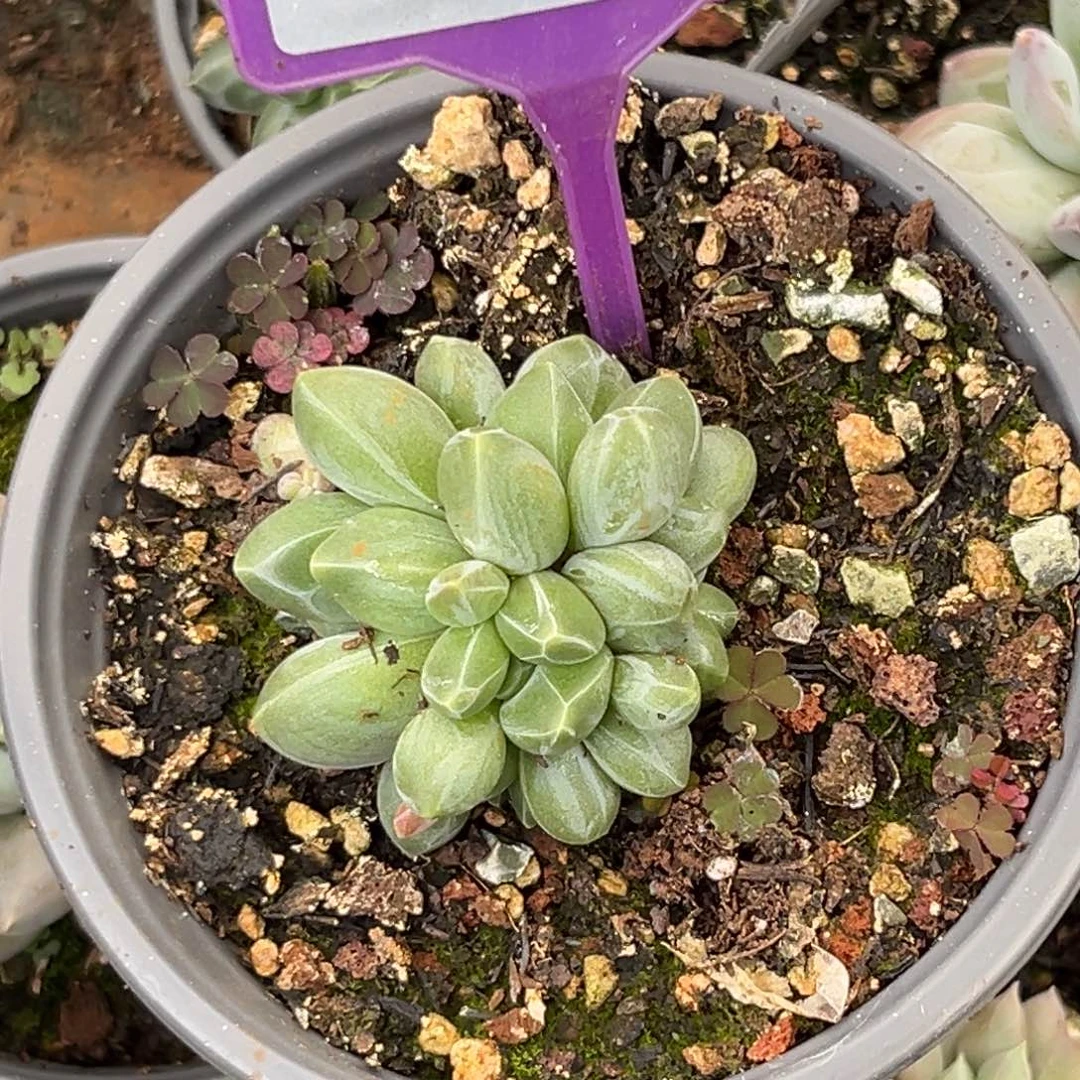 多肉植物卡布奇诺群798