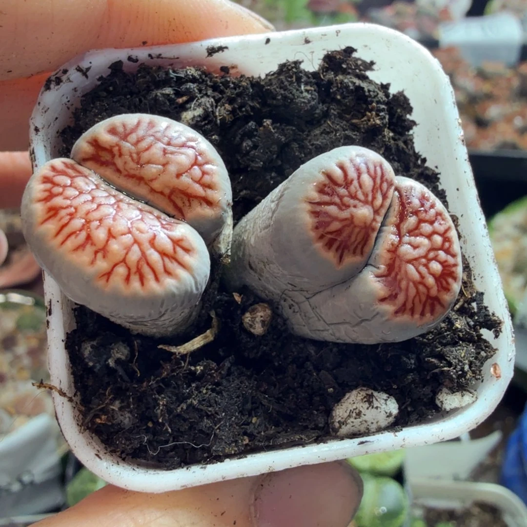 咸***圈多肉植物福利冲冲冲776