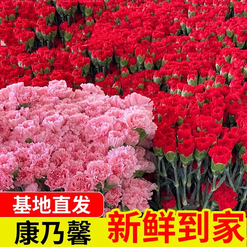 【康乃馨】单头康乃馨鲜花 水养 插花瓶 云南鲜花基地直发