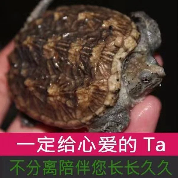 人工养殖小鳄宠物龟观赏龟