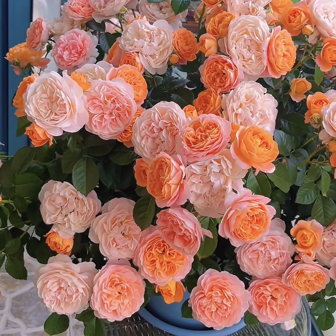 果汁阳台丛生一花多色月季花盆栽耐晒耐寒月月开花庭院花园植物