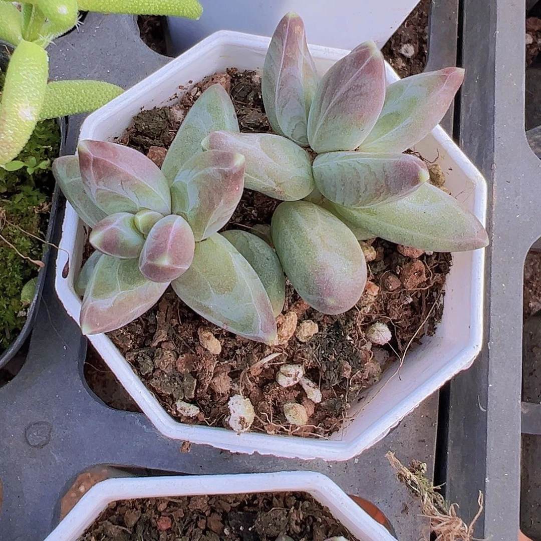 双头凤羽19包邮多肉