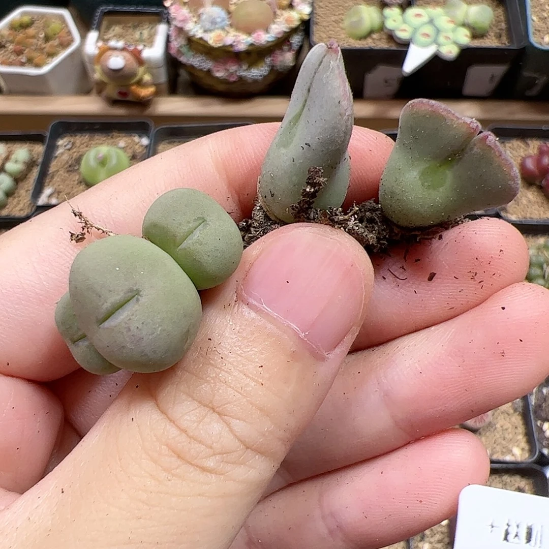 【闪购商品】369 开播福利