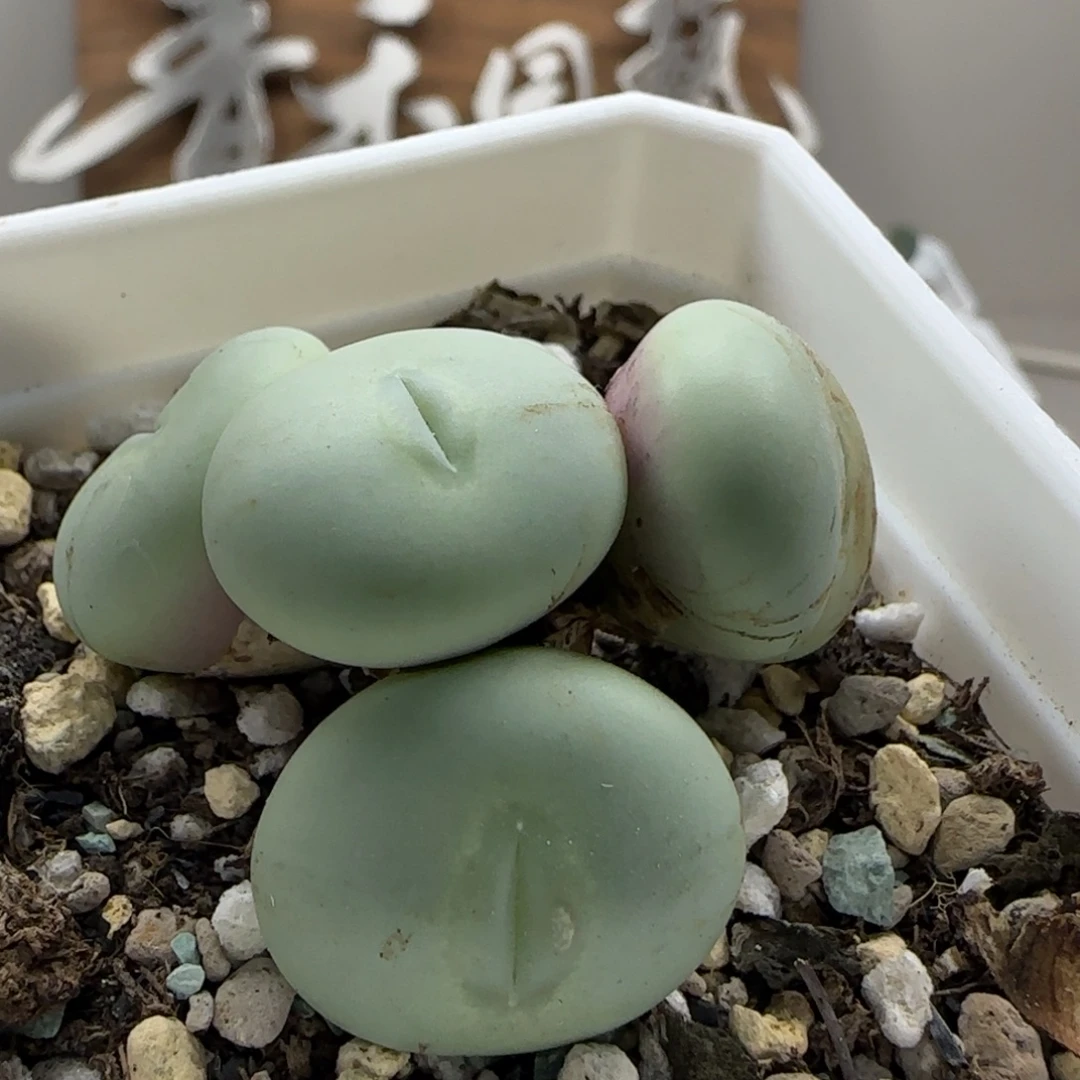 石***车9-30当天满38包邮玻尿酸单头2+