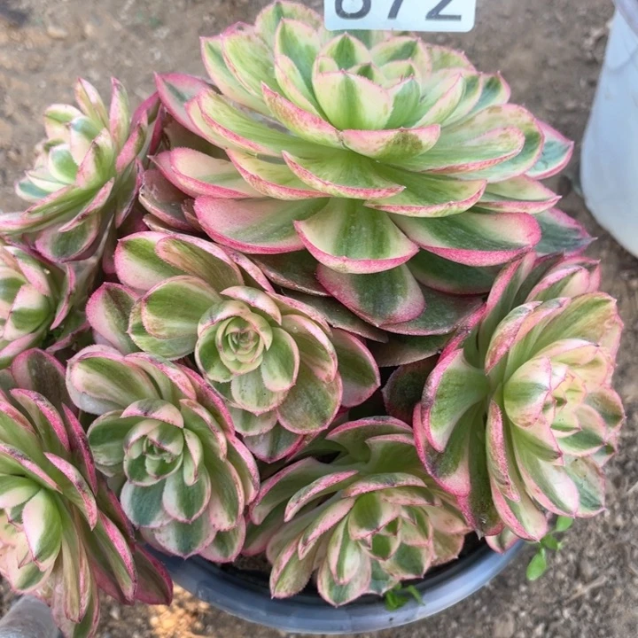 872多肉植物倾城