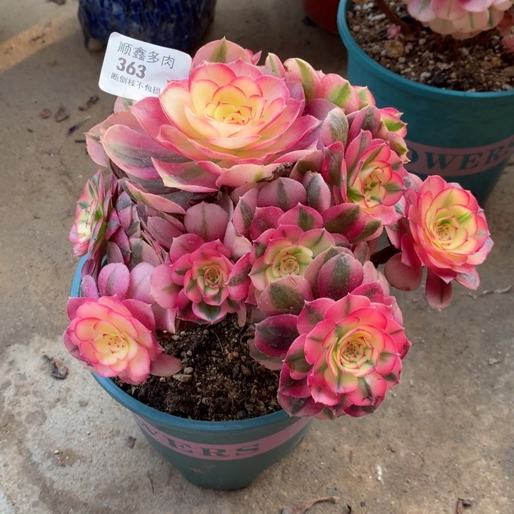 363倾城多肉植物