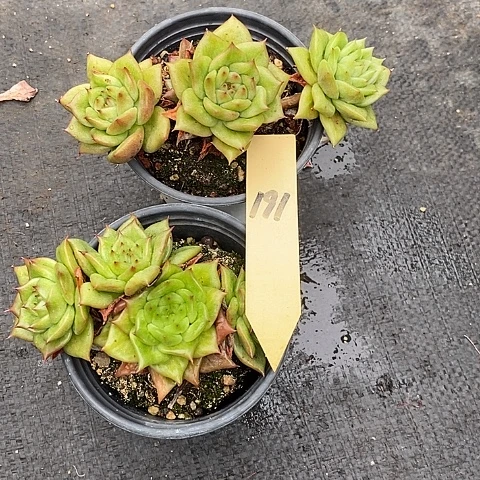夜**兰191多肉植物老桩