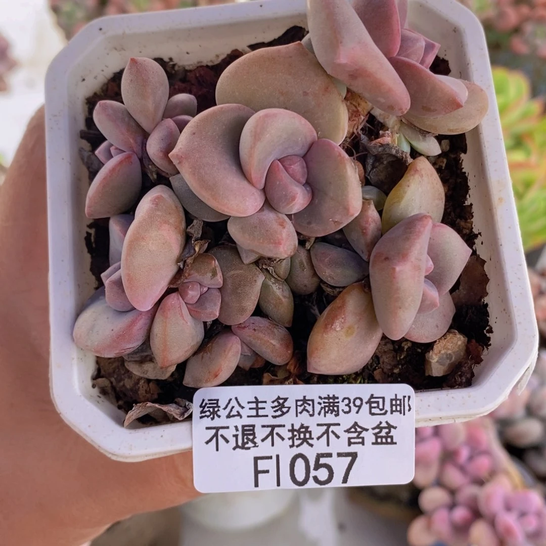 彩虹糖6cm1057多肉植物