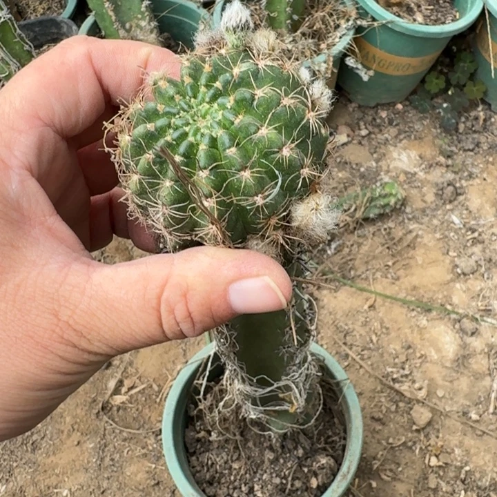 362秀普嫁接丽花斑脱土发货