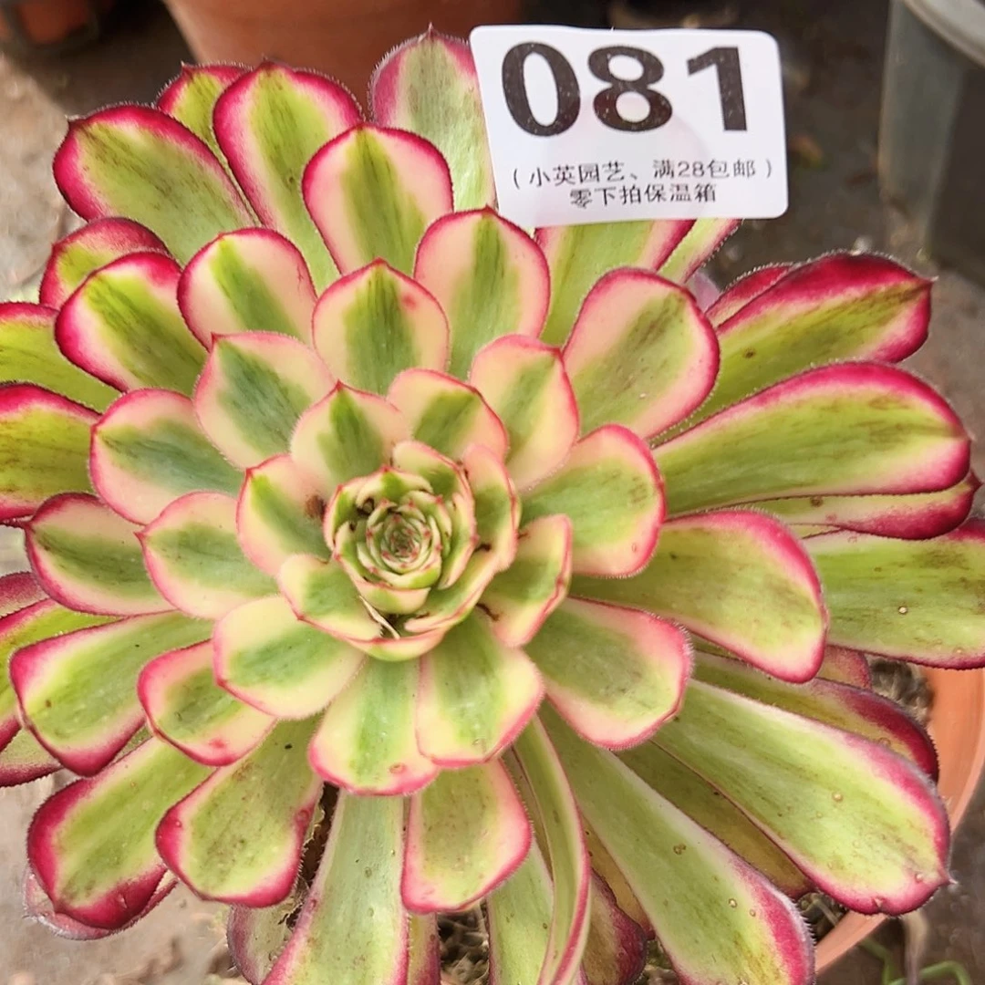 多肉植物多肉植物081