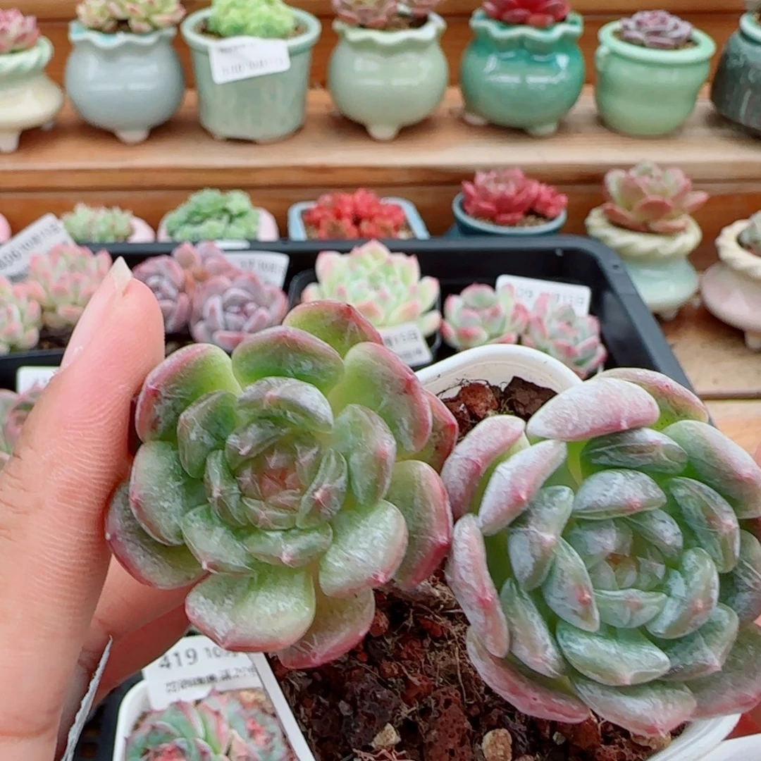 花语逸镜1015-421白恋冰魄糖心