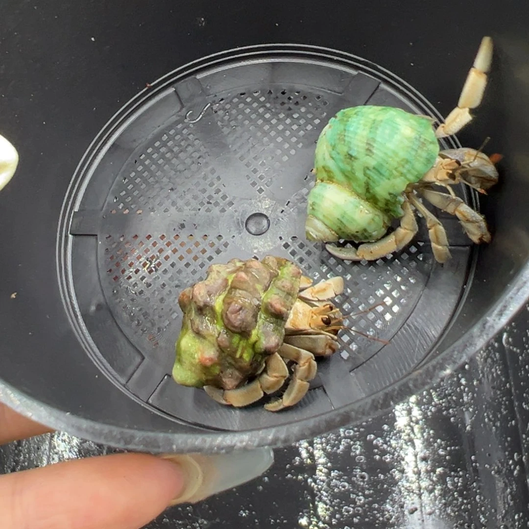 两只紫陆专用链接