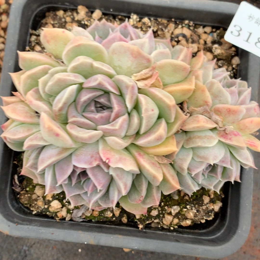 3180杂交多肉植物