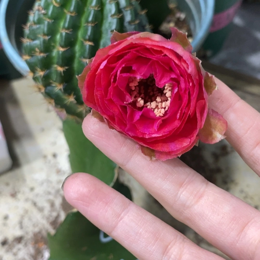 新品丽花L45母本带花苞