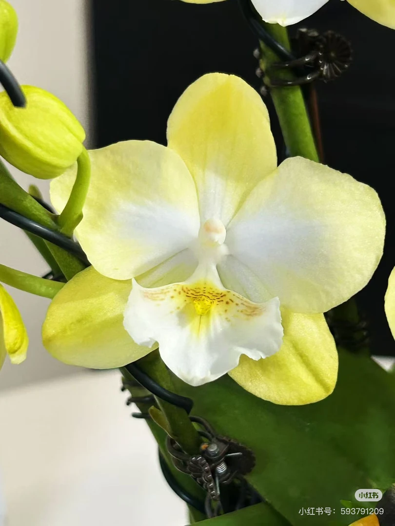 【大唇玉兔 花苞苗】3.0寸蝴蝶兰苗子