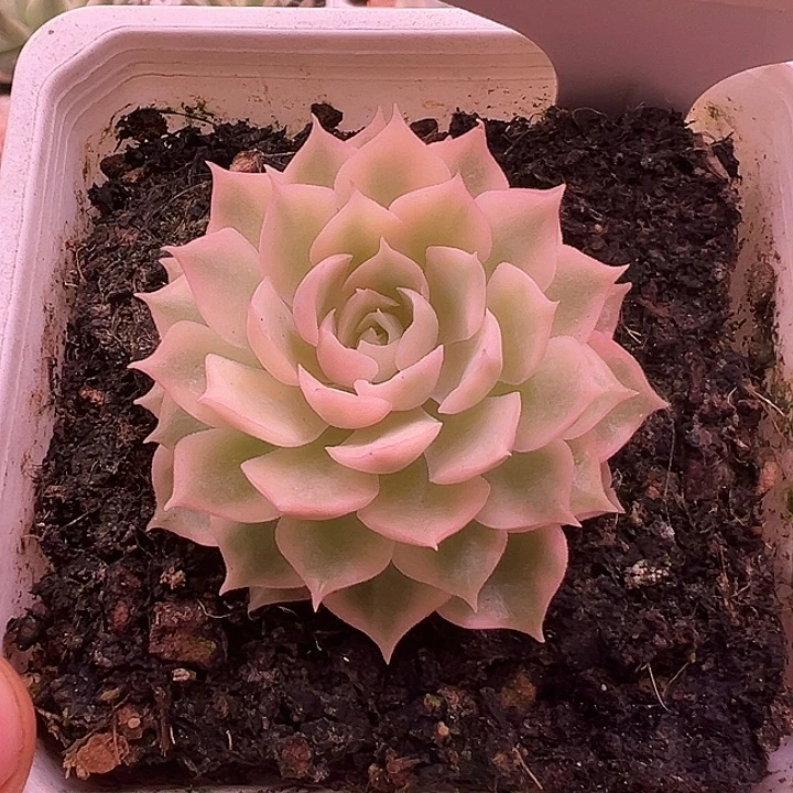 1036号沙漠玫瑰锦多肉