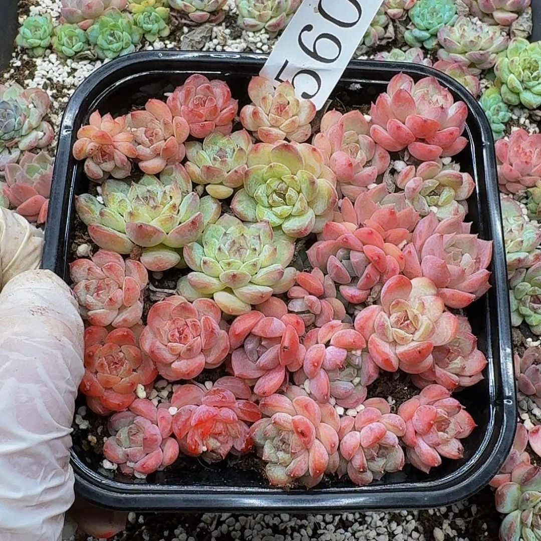 多肉植物多肉植物560